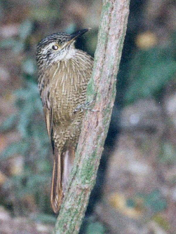 Planalto Woodcreeper - ML507362981