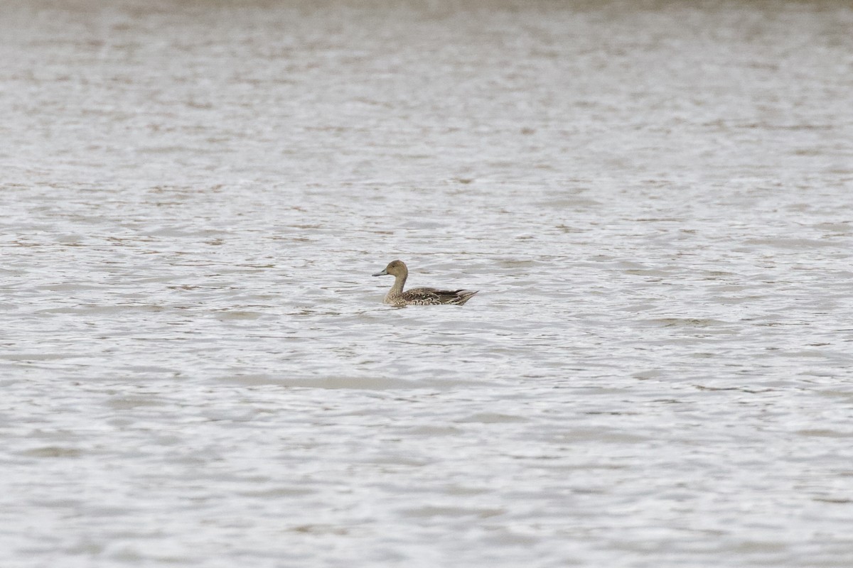 Northern Pintail - ML507363081