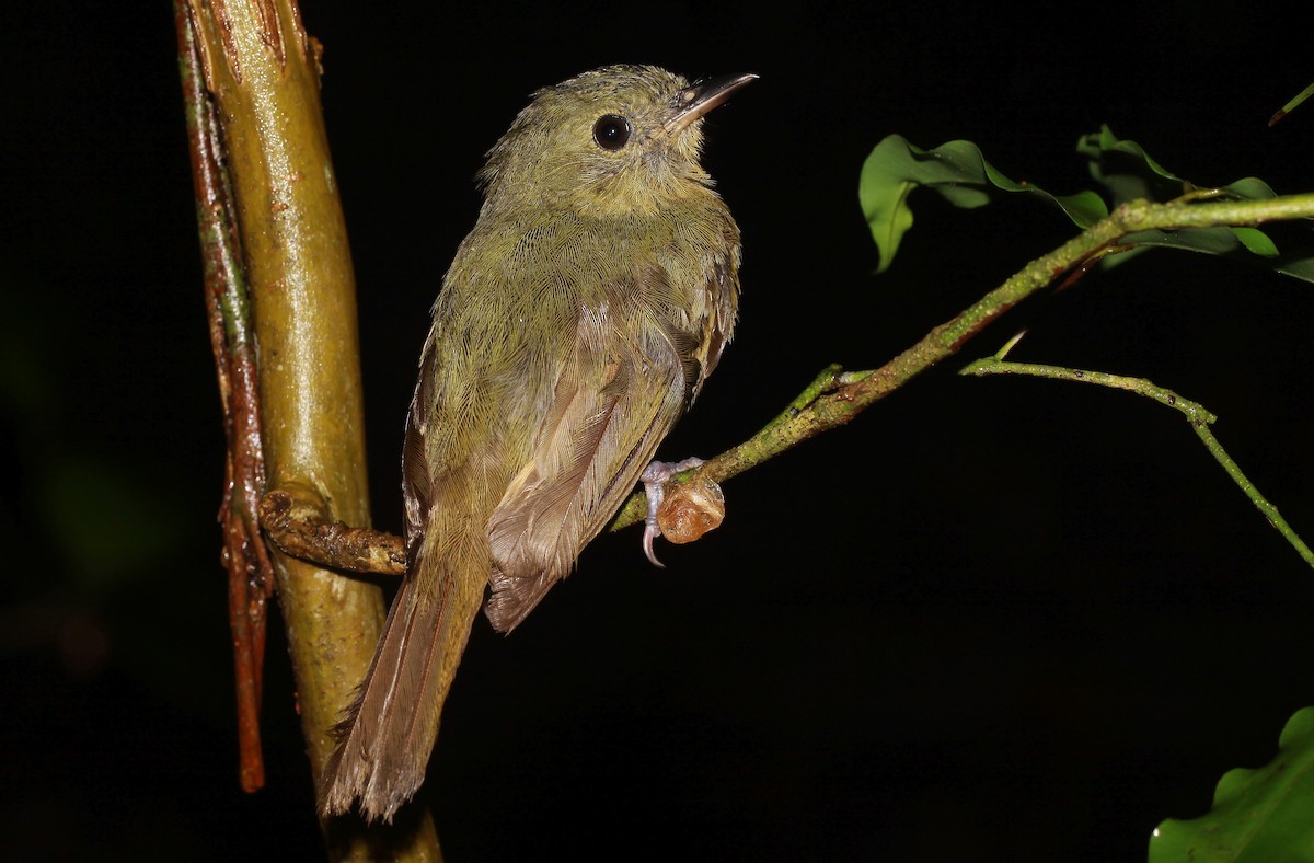 McConnell's Flycatcher - ML507363381