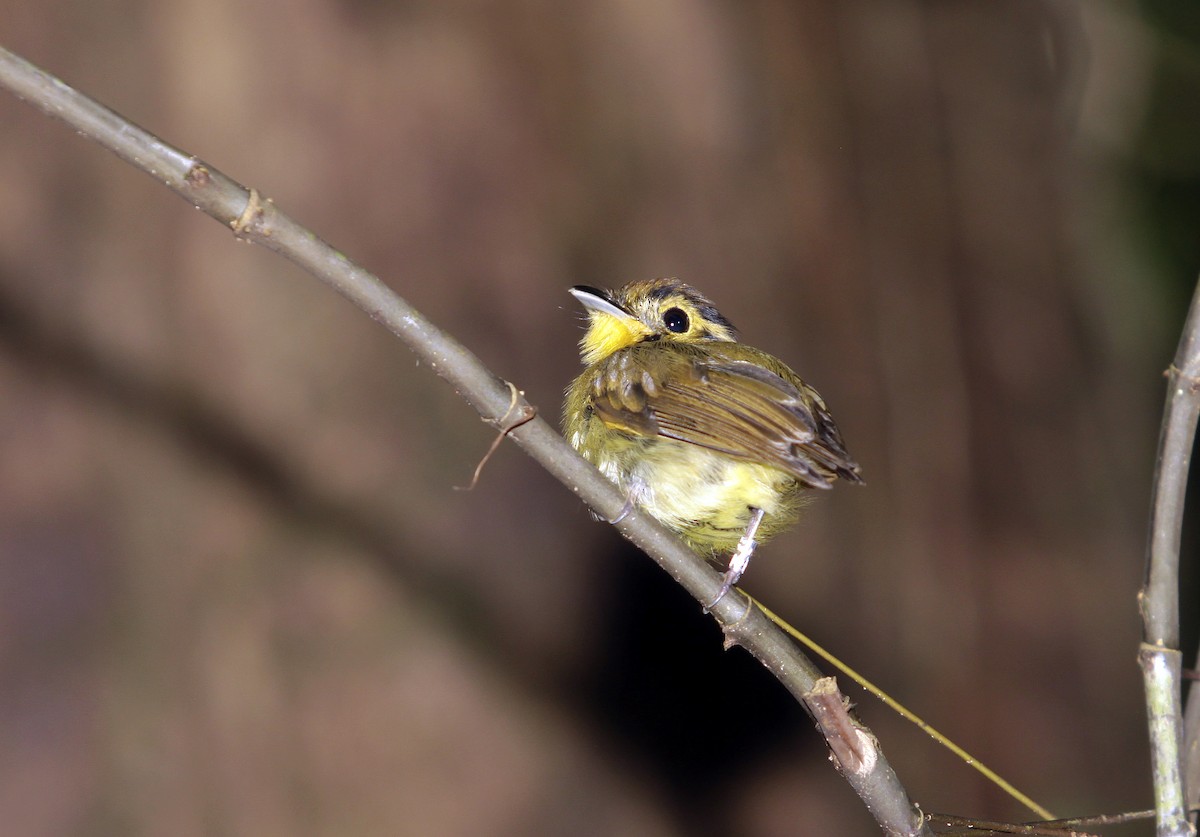 Golden-crowned Spadebill - ML507363601