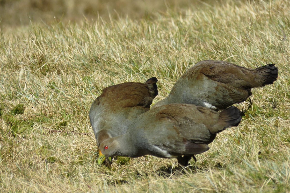 Tasmanian Nativehen - ML507364911