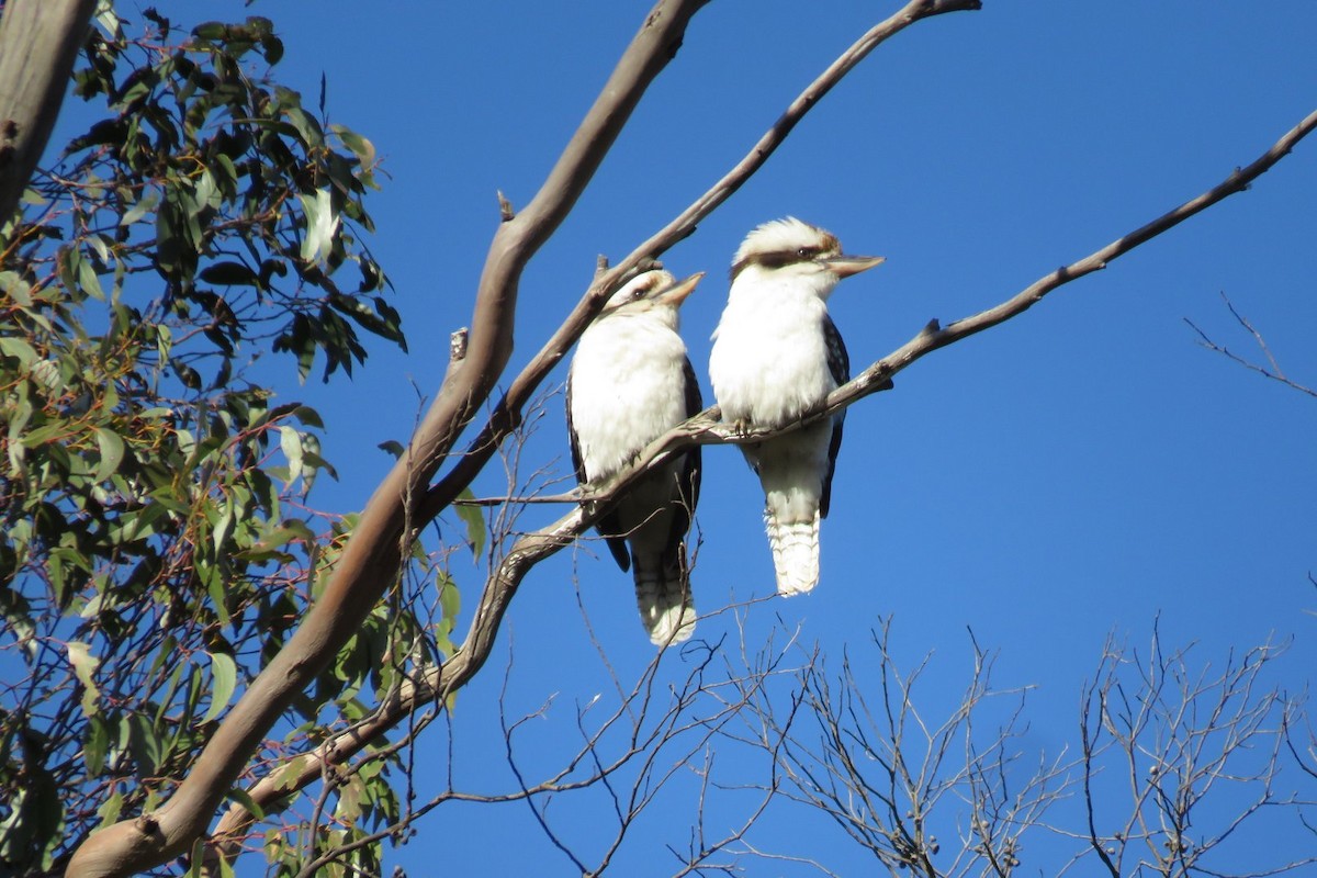 Laughing Kookaburra - ML507364981