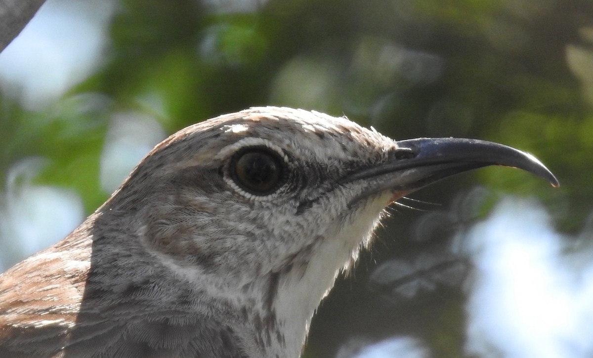 Bahama Mockingbird - Erika Gates