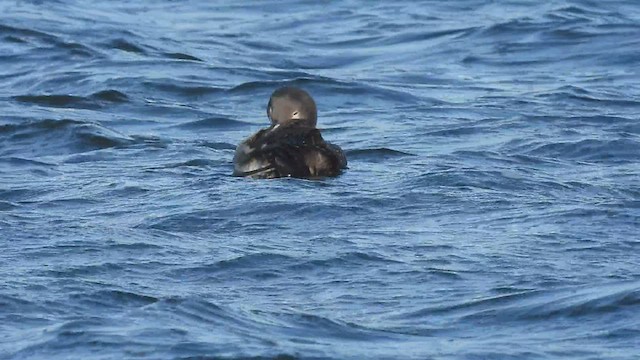 Plongeon huard - ML507365131