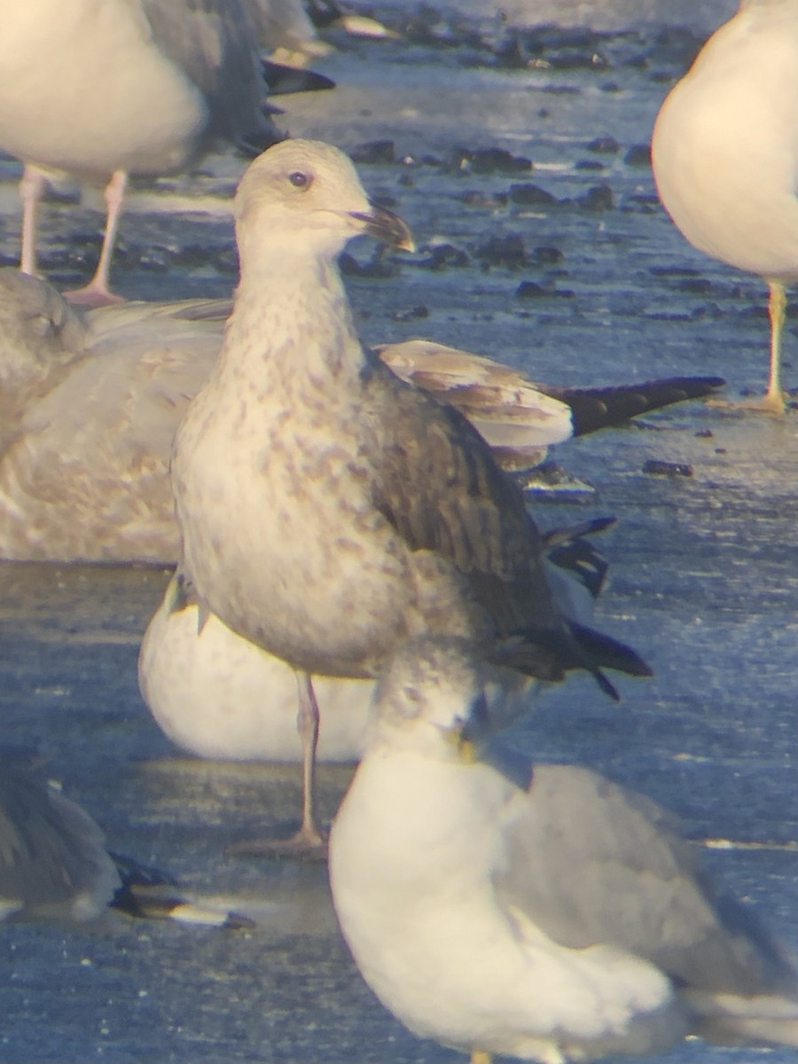 Lesser Black-backed Gull - ML507365571