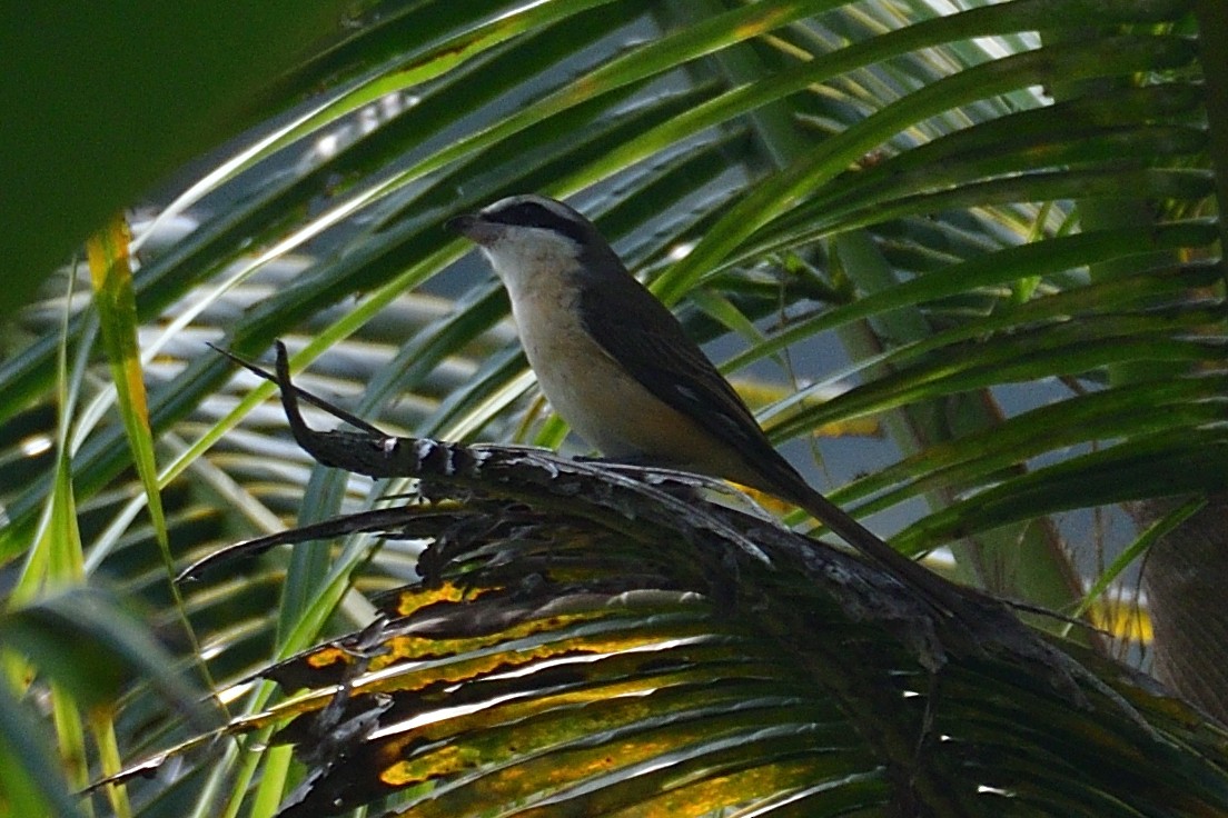 Brown Shrike (Philippine) - H Nambiar