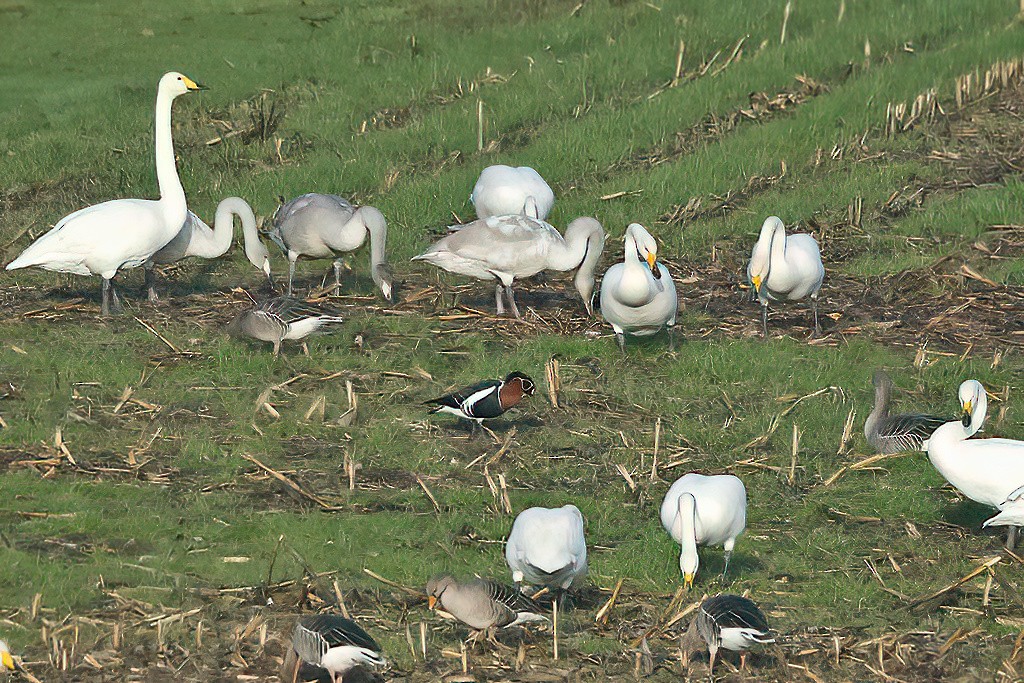 Red-breasted Goose - ML507366781