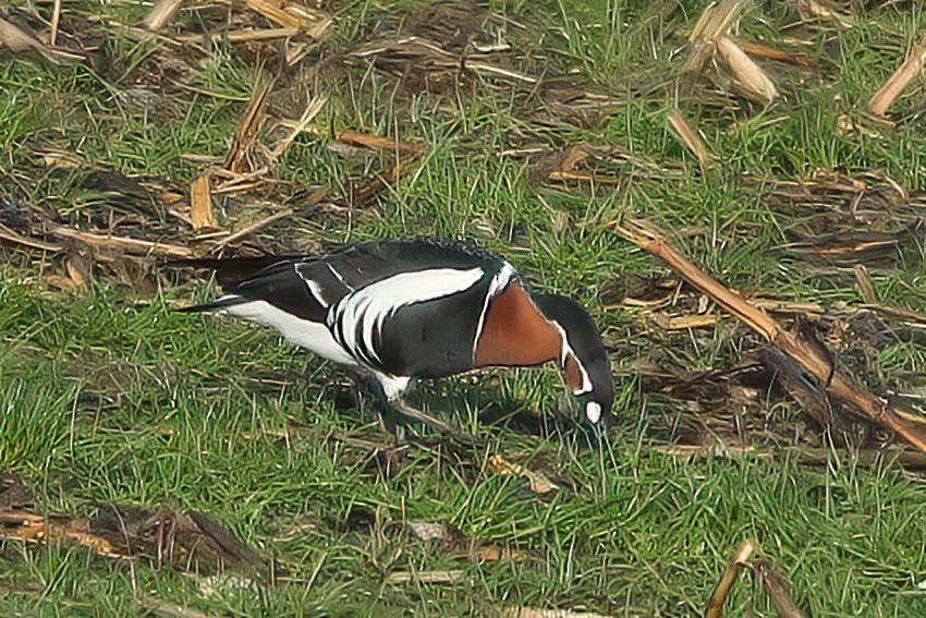 Red-breasted Goose - ML507366791