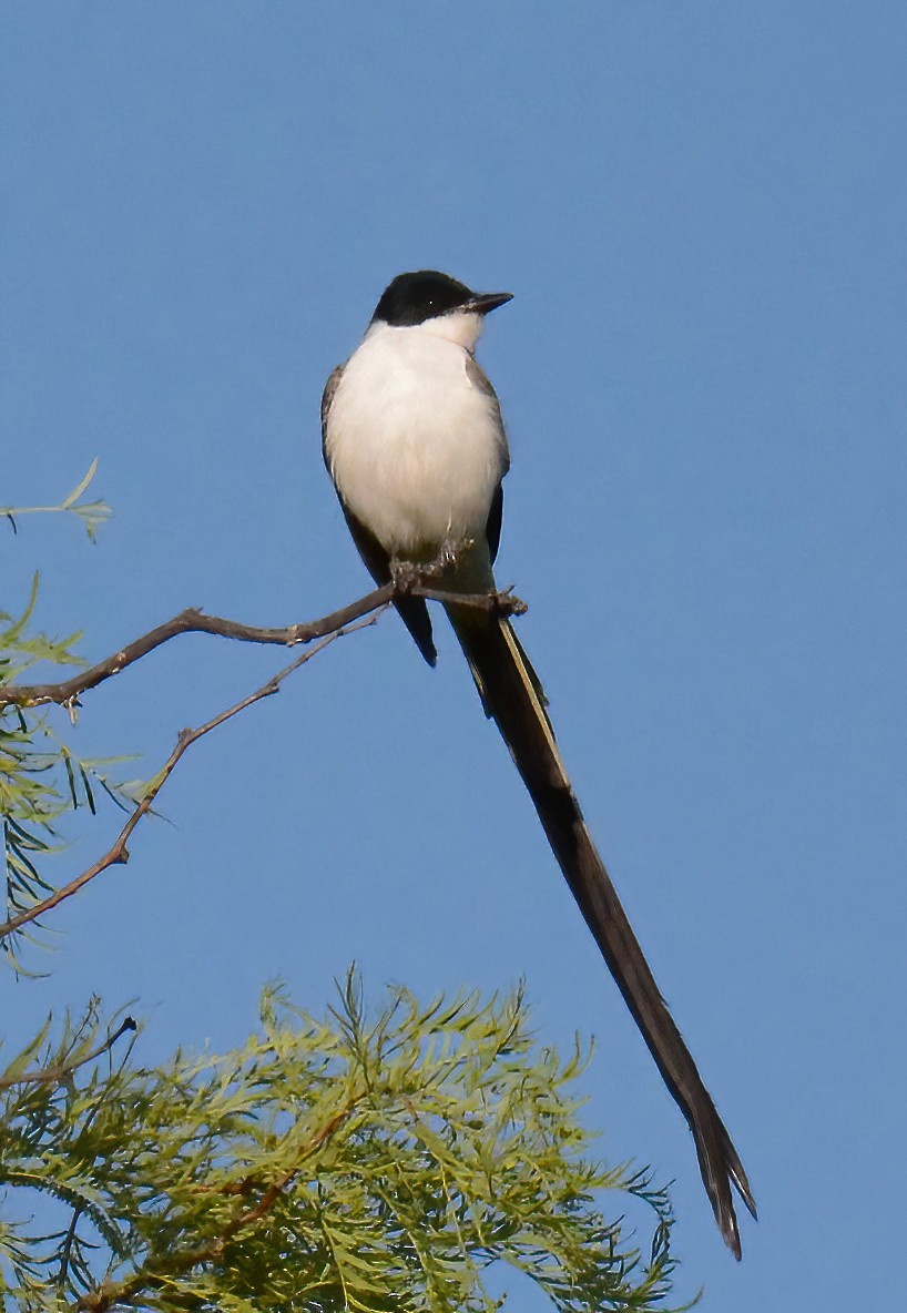 Fork-tailed Flycatcher - Clément Berthelot