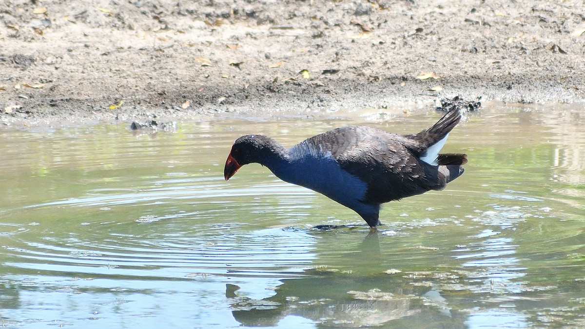 Australasian Swamphen - ML507368711