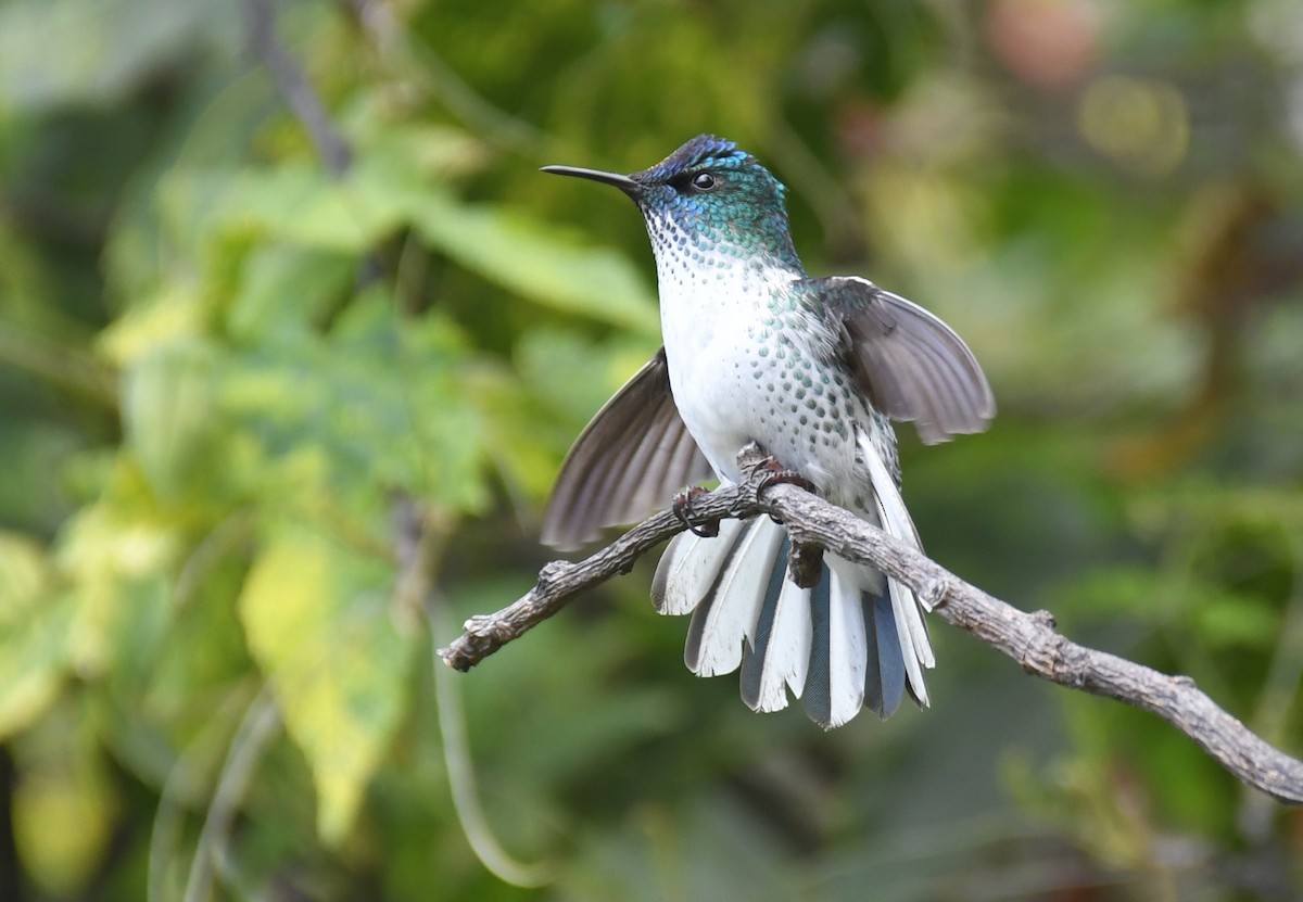 kolibřík fernandezský - ML507368781