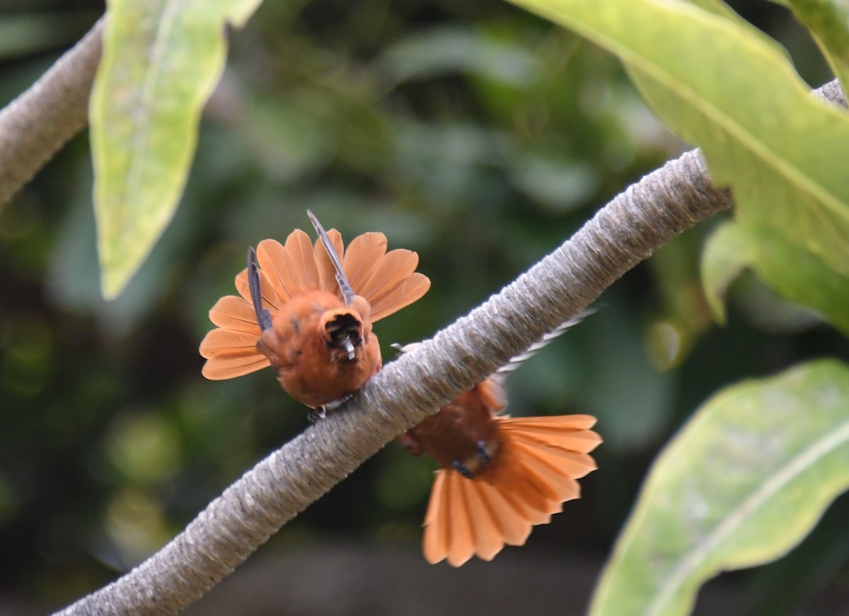 kolibřík fernandezský - ML507368871