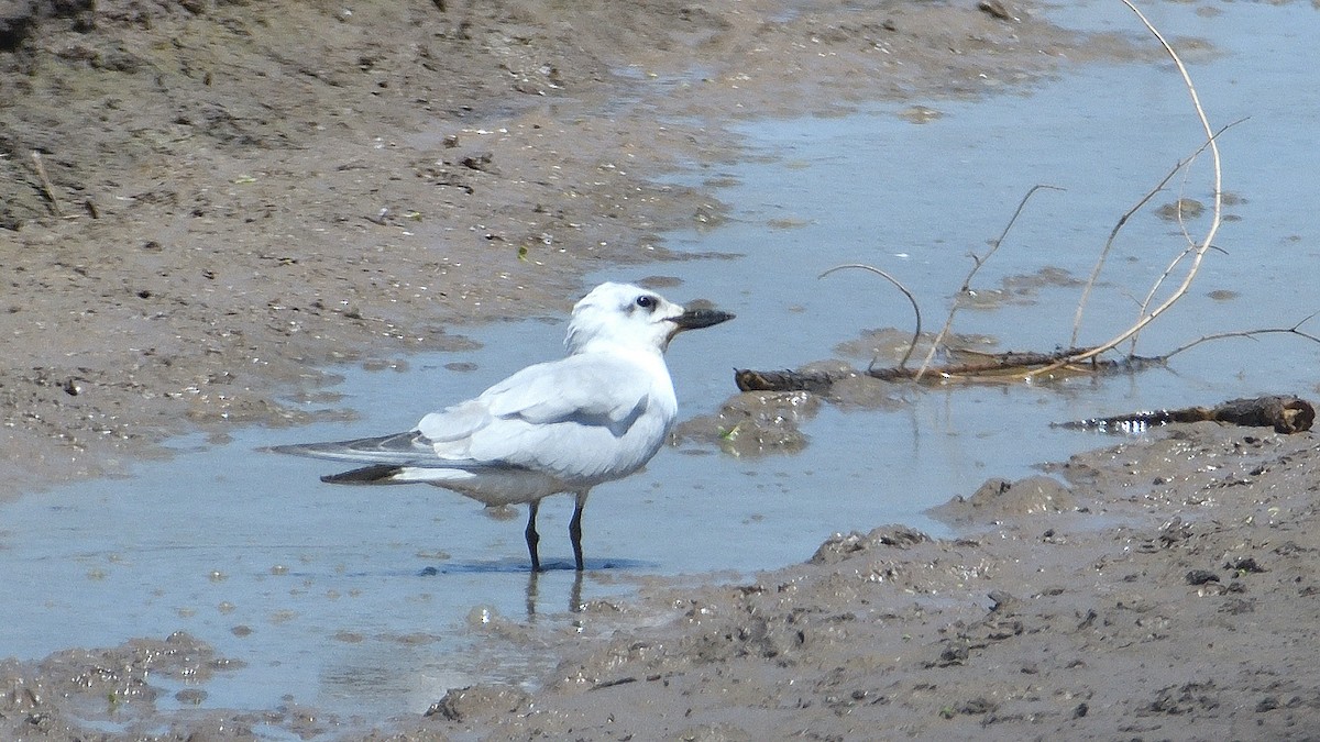 Australian Tern - ML507368901