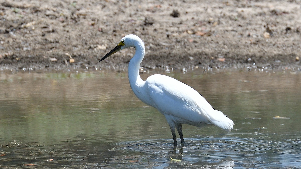 Little Egret - ML507369061