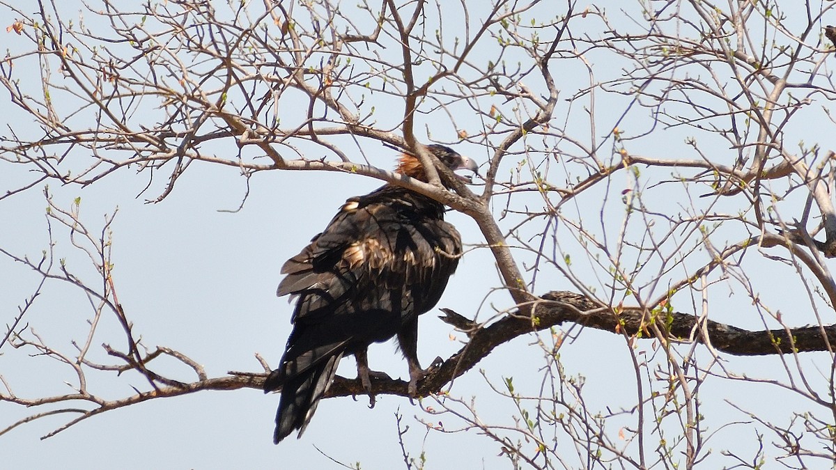 Wedge-tailed Eagle - ML507369131