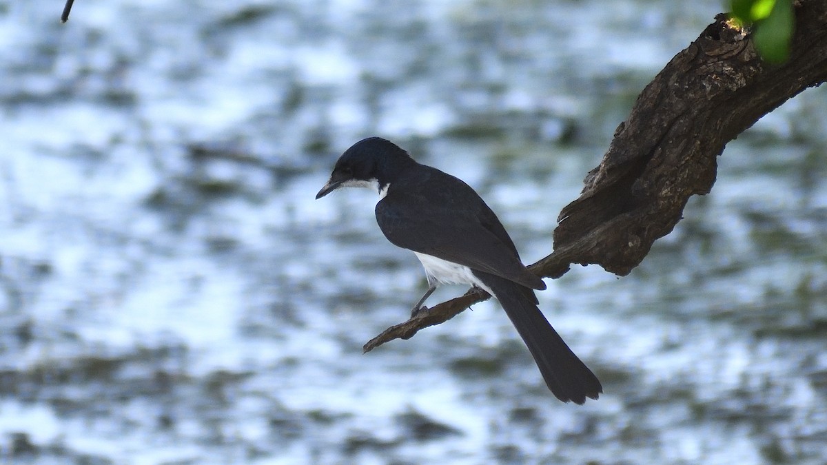 Paperbark Flycatcher - ML507369271