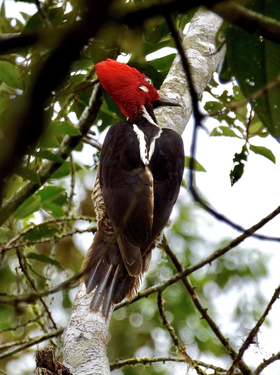 Guayaquil Woodpecker - ML507369871