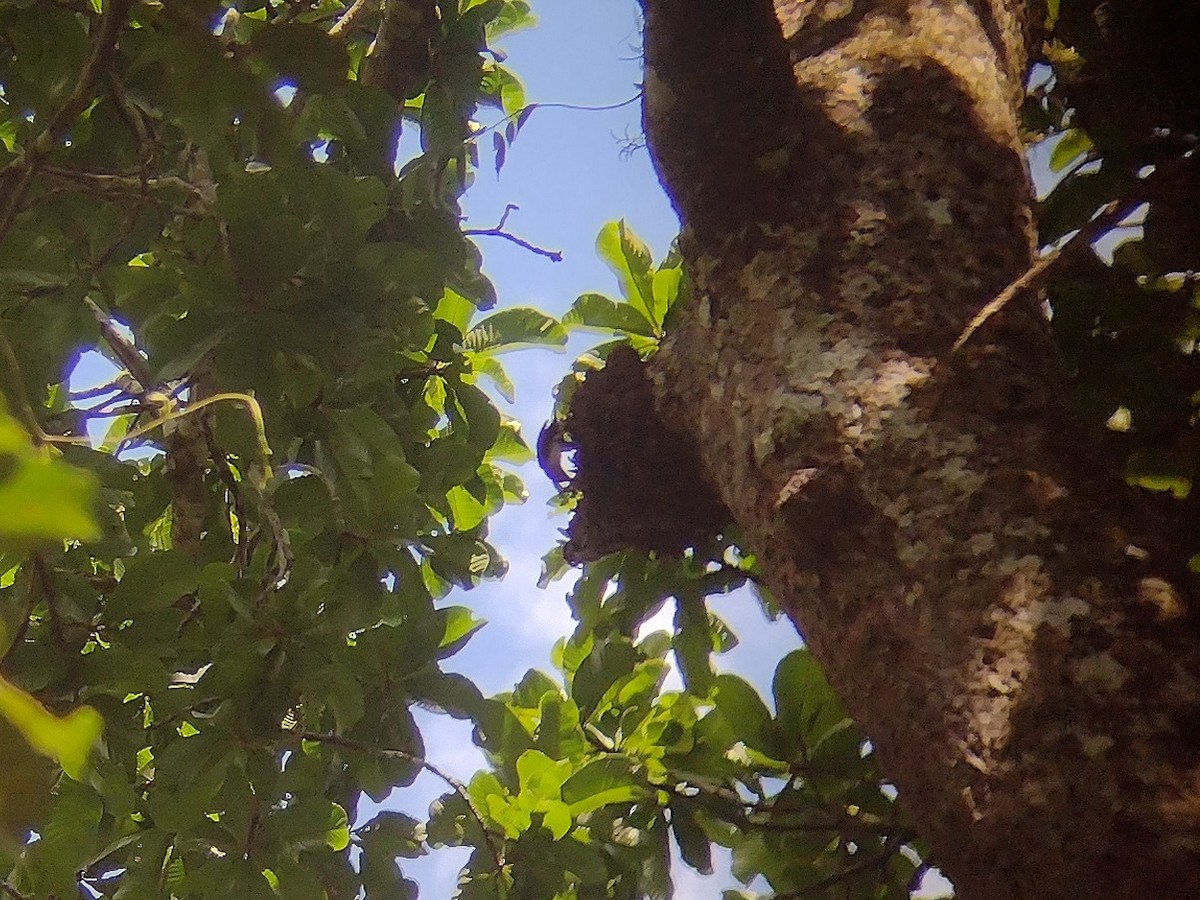 Sooty Barbet - ML507371041