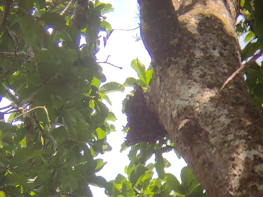 Sooty Barbet - ML507371131