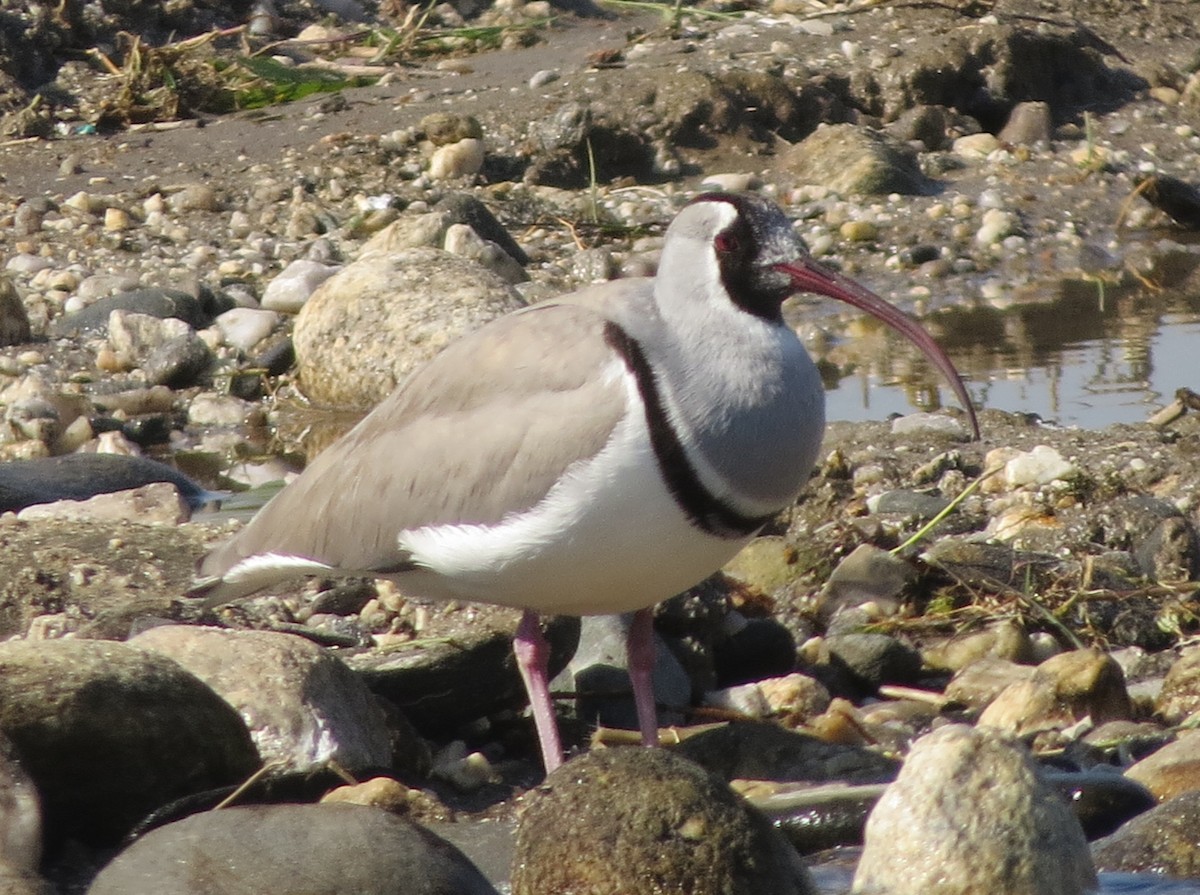 Bec-d'ibis tibétain - ML507371881