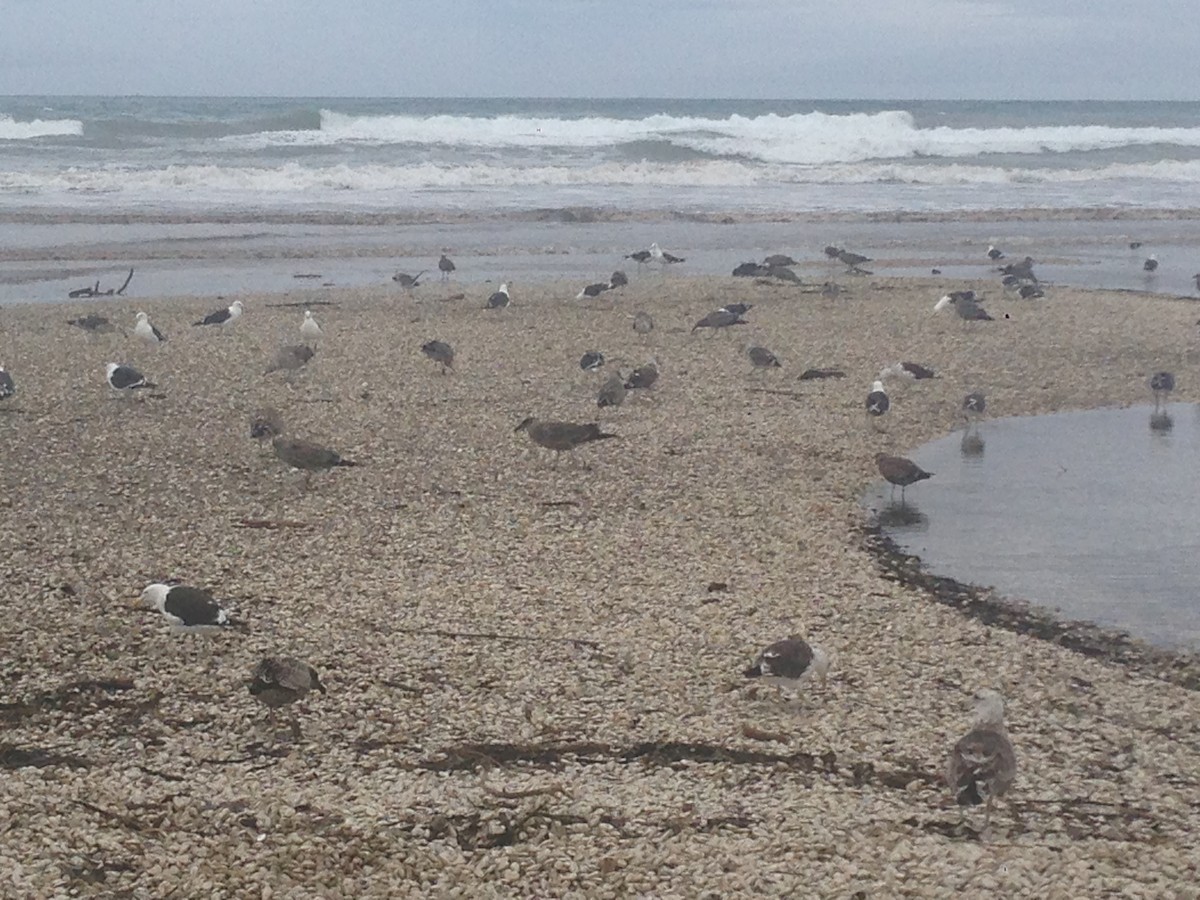 Kelp Gull - ML50737241