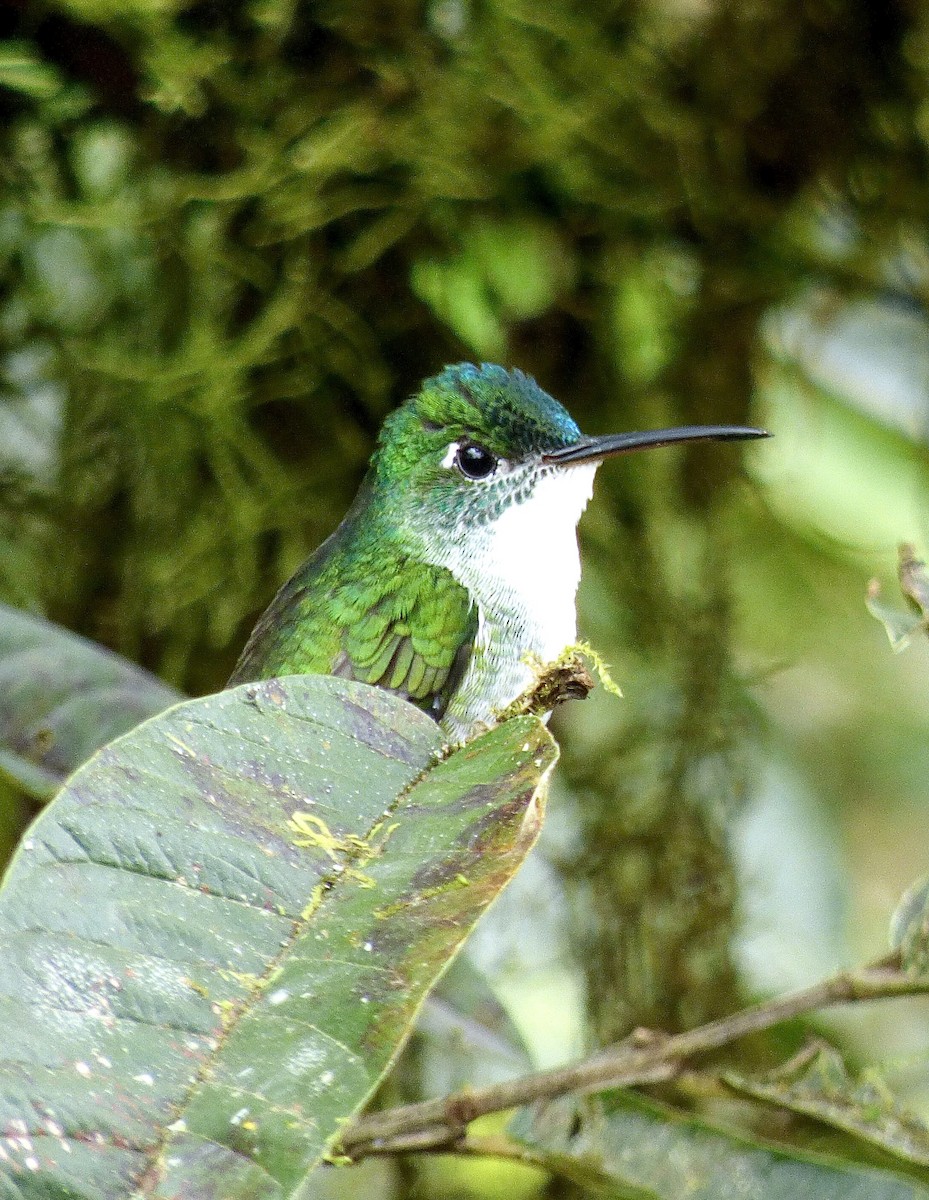 kolibřík andský - ML507372511