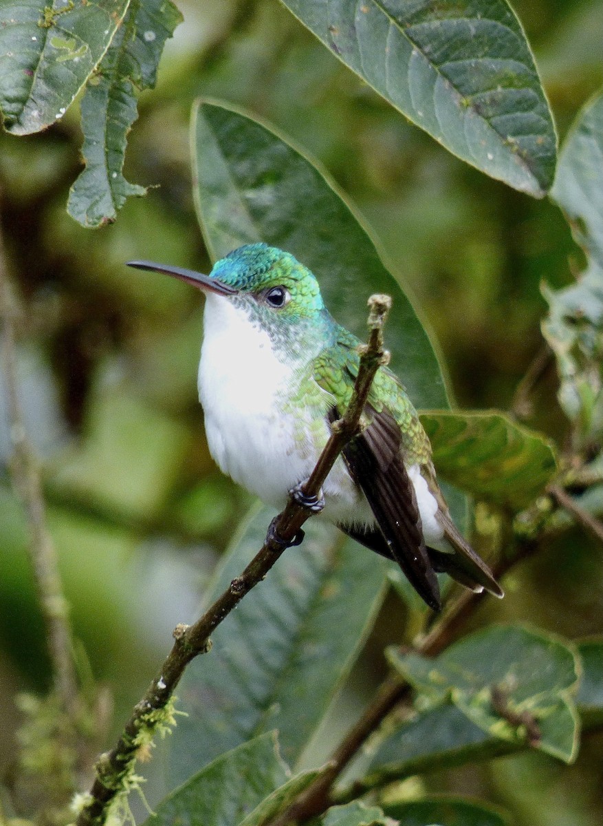 kolibřík andský - ML507372521