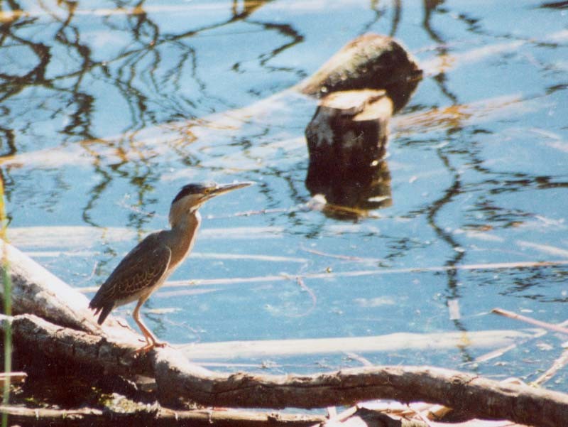 Striated Heron - ML507373701