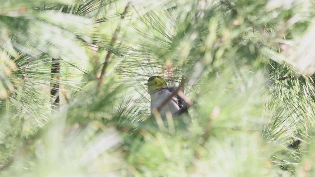 Hermit Warbler - ML507374691