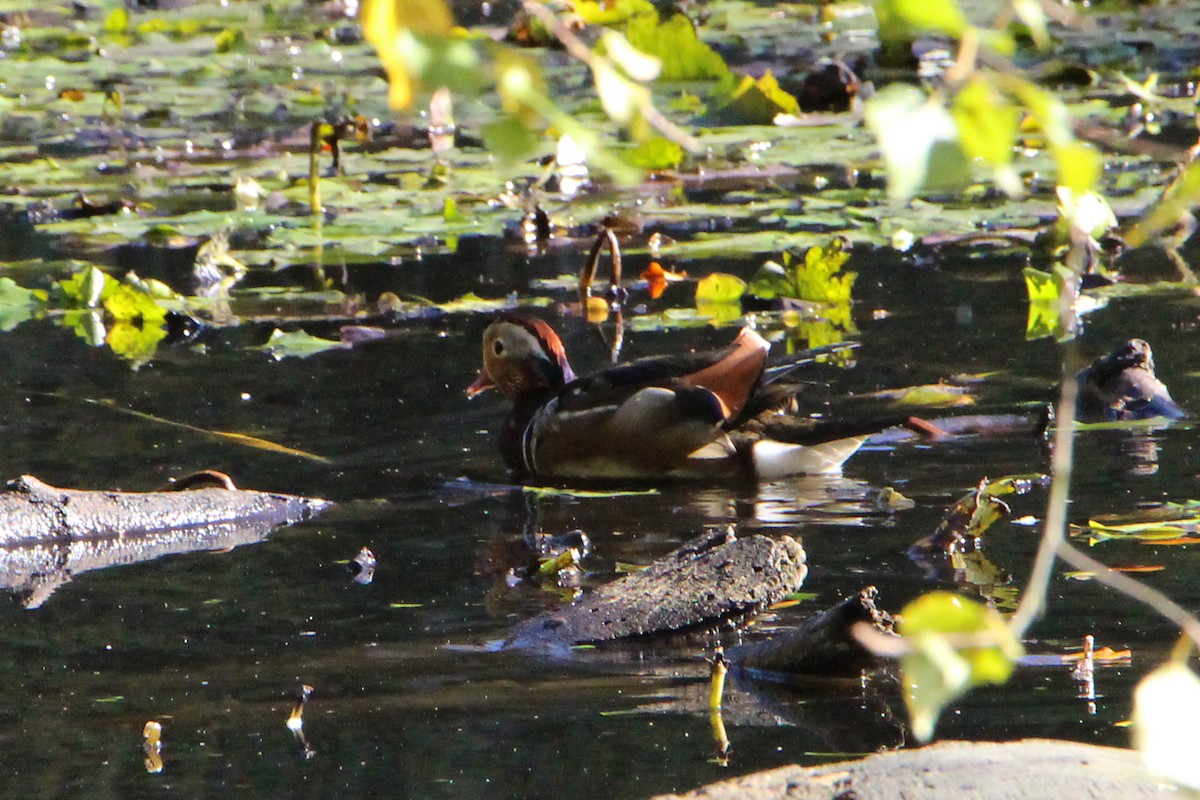 Mandarin Duck - ML507375021