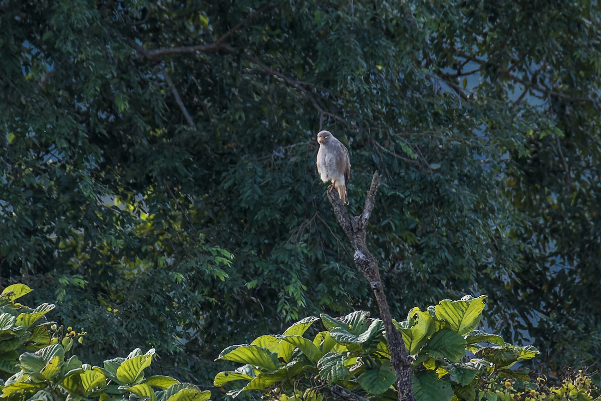 Rufous-winged Buzzard - ML507375061