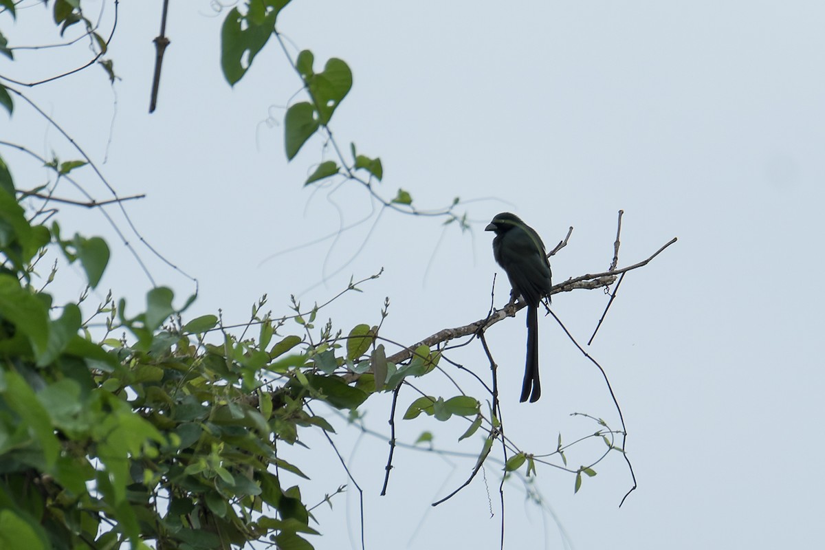 Racket-tailed Treepie - Wich’yanan Limparungpatthanakij