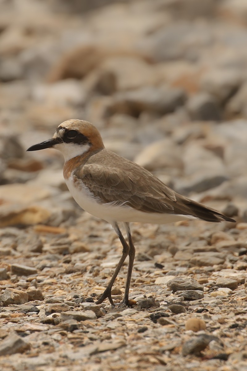 Tibetan Sand-Plover - Frank Thierfelder