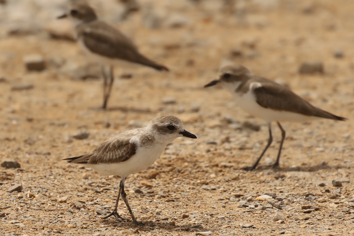 Kentish Plover - Frank Thierfelder