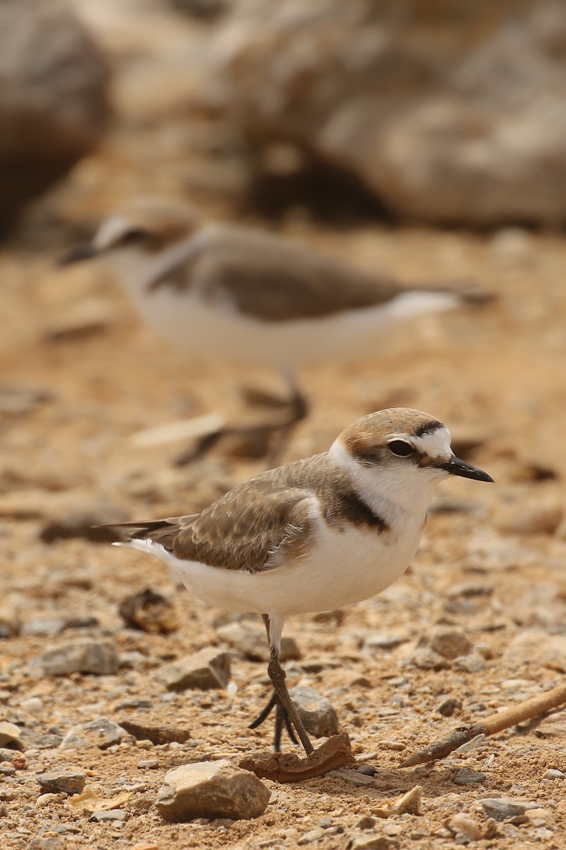 Kentish Plover - ML507375491