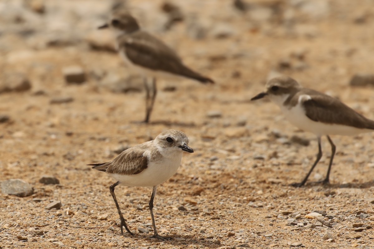 Kentish Plover - ML507375571