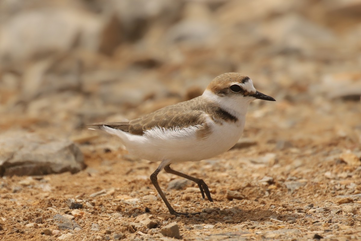 Kentish Plover - ML507375621