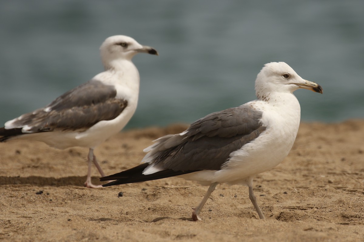 Lesser Black-backed Gull (Heuglin's) - ML507375691