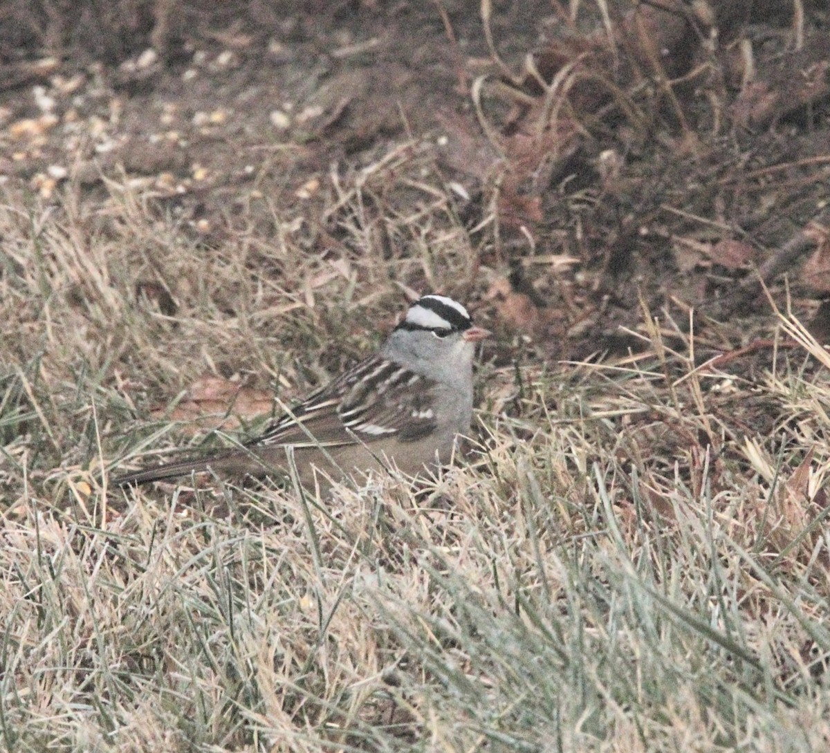 White-crowned Sparrow - ML507375761