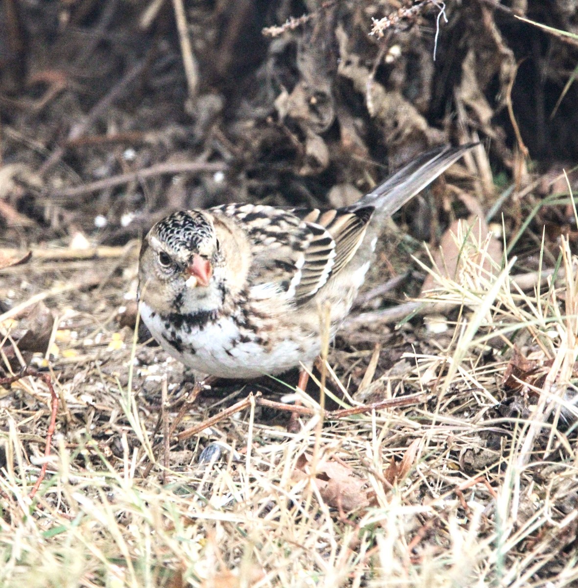 Harris's Sparrow - ML507375781