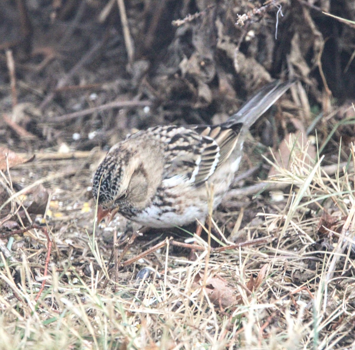 Harris's Sparrow - ML507375851