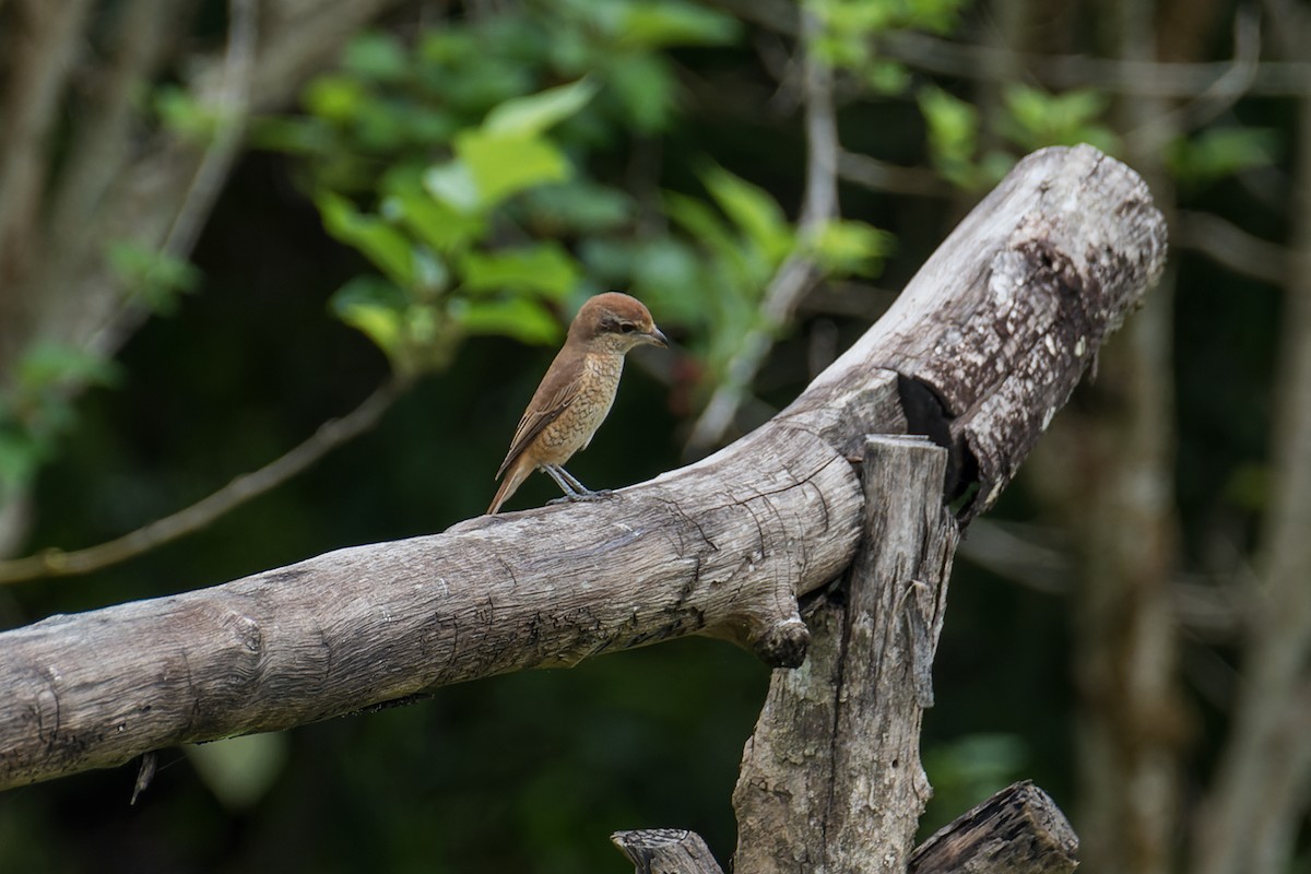 Brown Shrike (Brown) - Wich’yanan Limparungpatthanakij