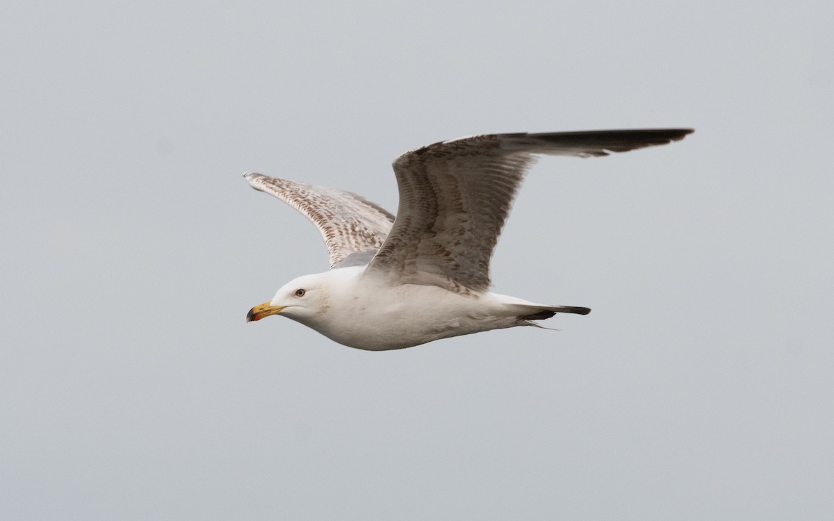 Yellow-legged Gull - ML507376201
