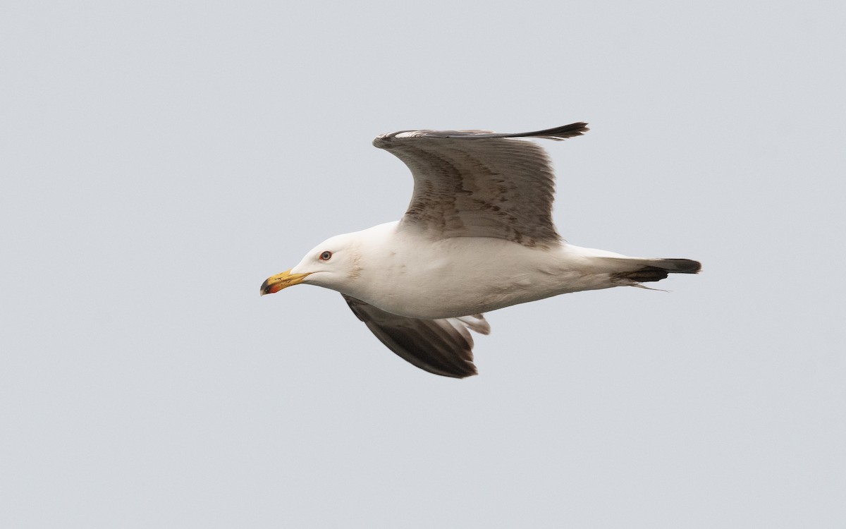 Yellow-legged Gull - ML507376211