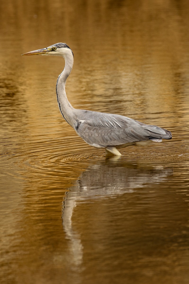 Gray Heron - Frank Thierfelder