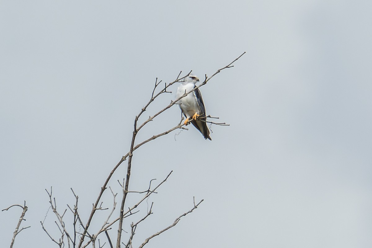 Black-winged Kite (Asian) - Wich’yanan Limparungpatthanakij