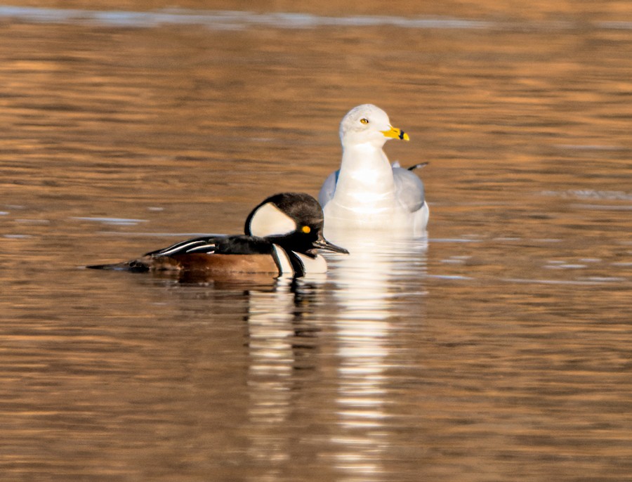 Ring-billed Gull - ML507377811