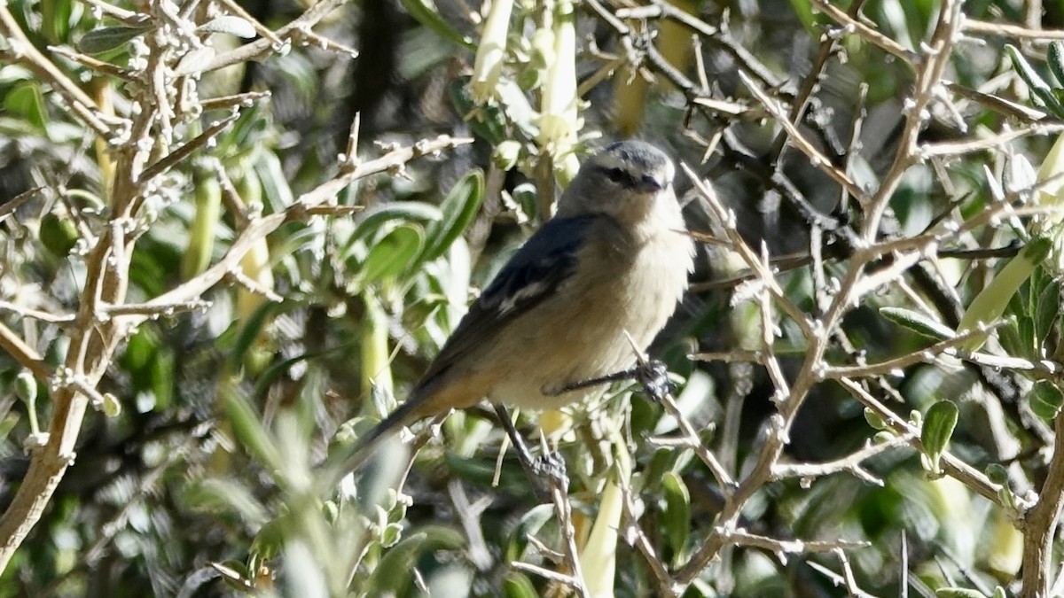 Cinereous Conebill - ML507378181