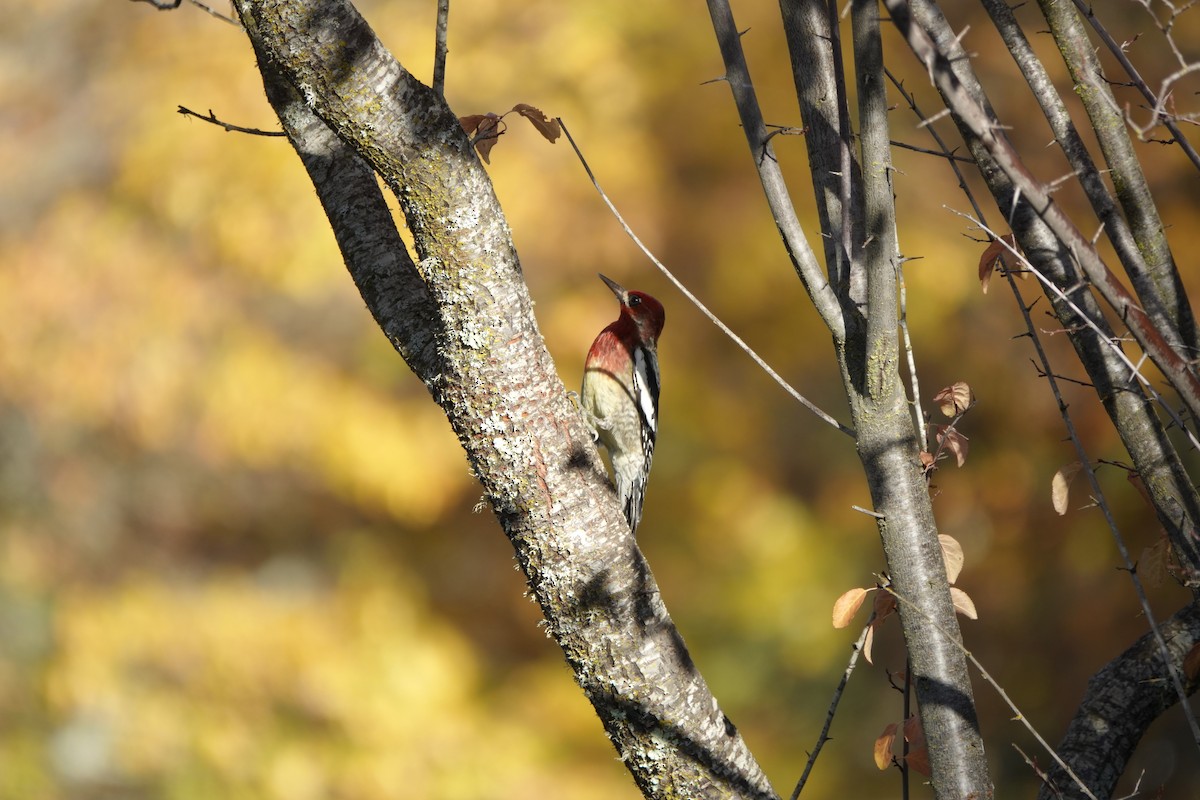 Red-breasted Sapsucker - ML507379761