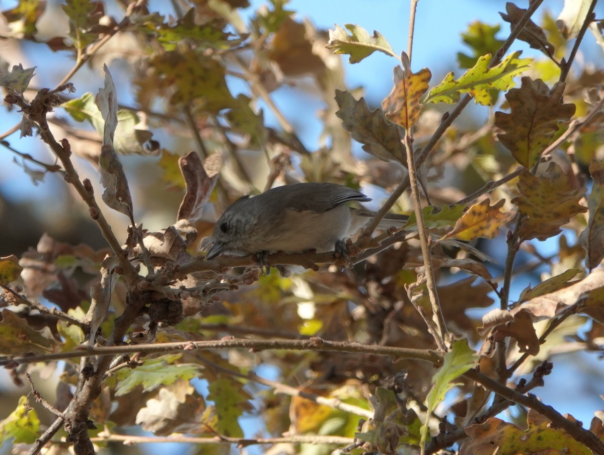 Oak Titmouse - ML507380051